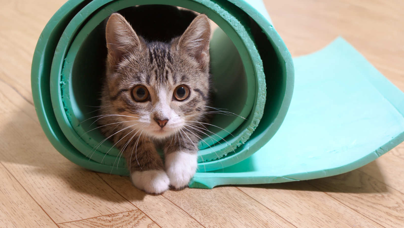 Kitten in a rolled up yoga mat